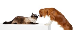 Meeting. Two pets, beautiful cat and purebred dog isolated on white background. Concept of animal life, friendship, interplay, peace. Poster, flyer for ads, design, text and sales