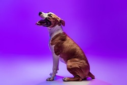 Pedigree dog, Staffordshire terrier posing isolated on purple studio background in neon. Looks happy, delighted. Concept of motion, action, pet's love. Copy space for ad, text