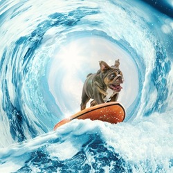 Scared, surprised and shocked surf rider. Collage with cute funny bulldog dog surfing on huge wave in ocean or sea on summer vacation over blue-white background. Concept of hobbies, animal, adventures