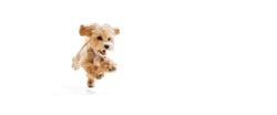 Playful puppy, little Maltipoo dog running, playing isolated over white background. Concept of care, animal life, health, show, breed of dog. Copy space for ad