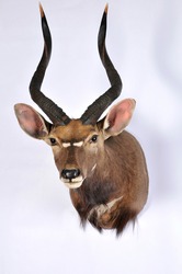 antelope shoulder mount taxidermy on a white background