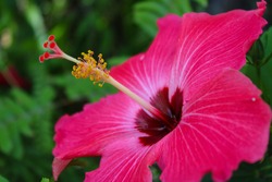 Hibiscus is a genus of flowering plants that groups about 300 species with lush flowers and leaves. The hibiscus flower is beautiful and has a number of functions, including medicinal.