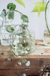 Propagating Ceropegia Woodii houseplant, String of Hearts plant cutting, modern, trendy,
