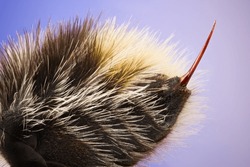 Super detailed macro shot of bumblebee sting tail. Great quality and super magnification.