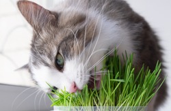 cute cat eating healthy grass