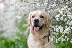 Golden retriever posing outdoors in spring on flowering trees. A gentle photo of a dog sitting in the flowers of an apple tree.