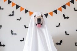 A happy dog in a ghost costume sits on a white background with bats. Halloween Golden Retriever. The concept of a scary and cheerful holiday.