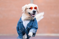 A cute dog in a denim jacket and sunglasses runs merrily down the street. Golden retriever in clothes creative photo
