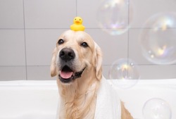 The dog is sitting in a bubble bath with a yellow duckling and soap bubbles. Golden Retriever bathes with bath accessories.