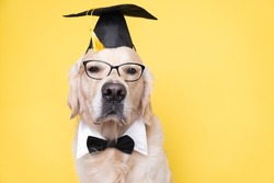 A dog in a graduate costume. A golden retriever in a black graduation hat and glasses sits on a yellow background with a place for the text. College or university graduation concept. A funny pet.