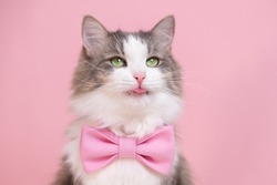 Cute gray cat sitting in a bow tie on a pink background. Monochrome background with space for text. Postcard with a cat for Valentine's Day, Spring, Women's Day