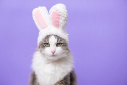 Cute kitten looking at the camera in a bunny costume. The cat is sitting on a light purple background wearing a cute hat with bunny ears. Happy Easter Concept