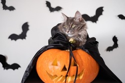 Halloween cat in witch costume with carved pumpkin and bats. A card with a pet for All Saints' Day.