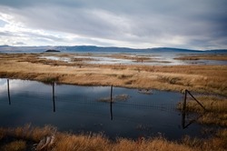 View of natural reserve called Reserva Laguna Nimez, located near El Calafate on lake Lago Argentino. Wetlands habitat for many bird species. Vegetation on lake Lago Argentino, Patagonia, Argentina