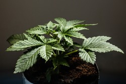 young hemp plant or cannabis or marihuana