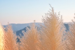 Fountain Grass flowers on the morning sky background