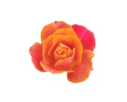 Orange roses blooming isolated on white background, The beauty of natural flowers, Floral summer, Top veiw