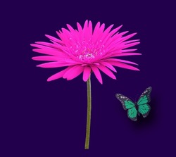 Beautiful pink barberton daisy - gerbera jamesonii flower full bloom isolated on violet for background or stock photo, garden plant, closeup, butterfly