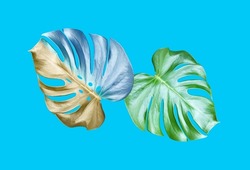 Top veiw, Bright fresh two monstera leaf isolated on cyan background for stock photo or advertisement, Genus of flowering plants, Tropical flora summer, Brown and pure cyan blue color