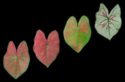 Top view four caladium plant leaf red white green colour isolated on black background stock photo or illustration design, beauty of natural leave, brightness, leaves, striped