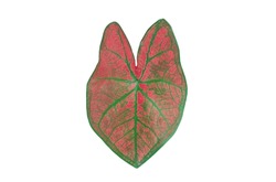 Top view caladium plant leaf green red striped colour isolated on white background stock photo or illustration design, beauty of natural leave, brightness, single leaves