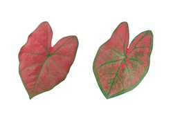 Top view caladium plant leaf red and green colour isolated on white background stock photo or illustration design, beauty of natural leave, brightness, double leaves, striped