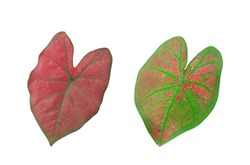 Top view caladium plant leaf red and green colour isolated on white background stock photo or illustration design, beauty of natural leave, brightness, double leaves, striped