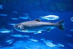 Close up salmon fish in Aquarium Yokohama, Japan.