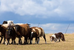 Typical movement of a brown border collie while herding sheep