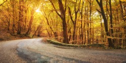 asphalt road in autumn forest.