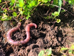 Earthworm in black soil. Garden compost and worms recycling plant waste into fertilizer and rich soil improver.