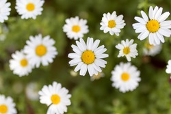 Detail of daisies in a sunny day in Barcelona, Spain. Shot during spring time