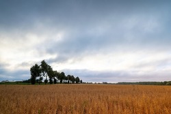 Row of trees by the road and grain field at sunrise, overcast sky