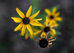 Yellow black-eyed susan yellow daisy and aging decayed flower in closeup with blurred bokeh of other flowers out of focus.