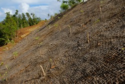 Coconut mats are used to maintain soil fertility, stop soil erosion