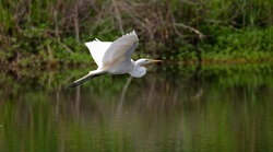 Great Egret in flight across small lake.