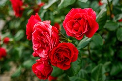 red roses,macro,in natural environment,bush with red rose flowers