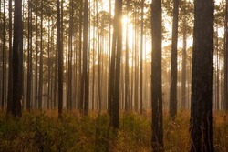 Forest of tall straight trees with morning sunrise glow