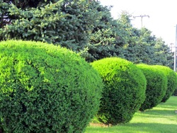 A row of spherically trimmed lush juniper shrub hedges growing on lawn in the front of a row of fir trees with a couple of power poles under sunshine in spring