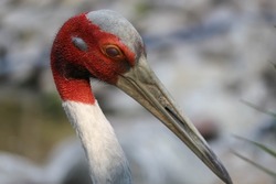 closeup of a grey crowned crane wildlife bird animal with long grey beak