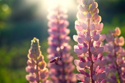 a bee pollinates lupines at sunset