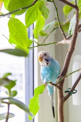 A beautiful blue budgie sits without a cage on a house plant. Tropical birds at home. Feathered pets at home. 