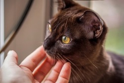 Burmese cat close-up at home. Portrait of a young beautiful brown cat. Animals at home.
