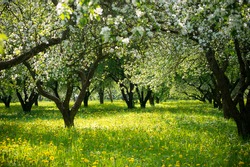 blooming apple trees in the garden