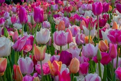 So many colors of tulips in the center of the largest flower garden in Europe. These tulips are particularly beautiful and many tourists like to make a picture of this beautiful color of tulips. These