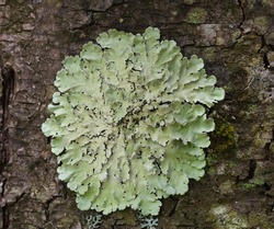 Lichen light green coloured, lichen  texture