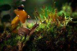 2 snails on green moss and a mushroom