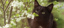 Black kitty sniffing flower. Spring black cat. Aroma.