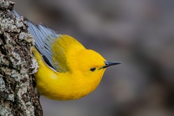 Prothonotary Warbler bounces along branches like a golden flashlight in the dim understory of swampy woodlands