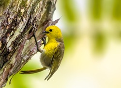 Yellowhead is a small forest-dwelling songbird endemic to the South Island of New Zealand